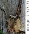 Close up, tree wound with cut and dry branches. 74676285