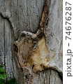 Close up, tree wound with cut and dry branches. 74676287