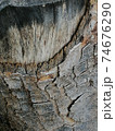 Close up, tree wound with cut and dry branches. 74676290