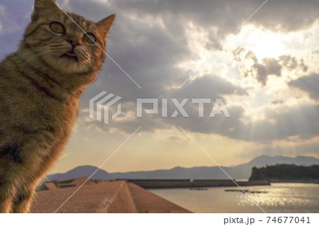 夕日をバックに猫 夕日をバックに猫 74677041