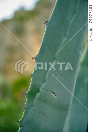 aloe branch with needles large aloe branch with needles large 74677281
