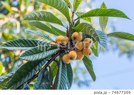 Loquat (Eriobotrya japonica), fruits on a branch with leaves. The end of May, Kutaisi, Georgia	 74677309