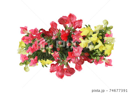 白背景の金魚草の花束 白背景の金魚草の花束 74677391