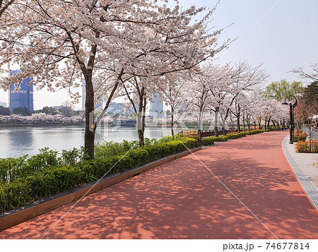 桜 湖 春 74677814