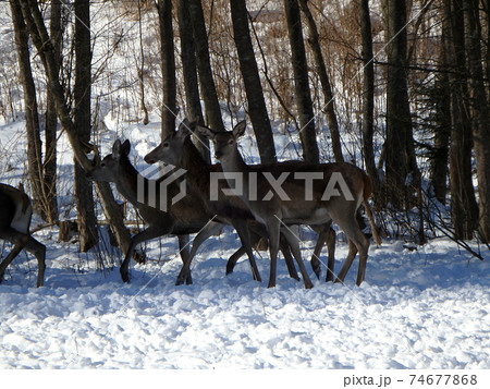 deer in winter deer in winter 74677868