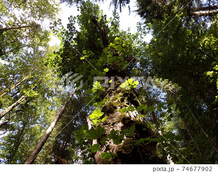 Old maple in the woods Old maple in the woods 74677902
