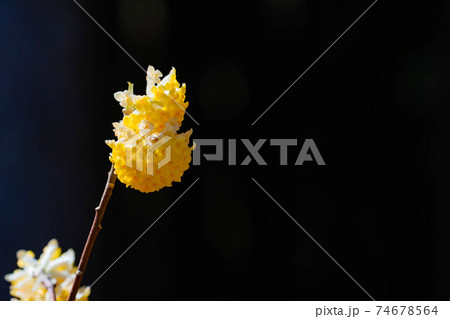 満開のミツマタの花 【愛知県】 満開のミツマタの花 【愛知県】 74678564