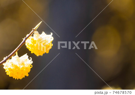 満開のミツマタの花 【愛知県】 満開のミツマタの花 【愛知県】 74678570