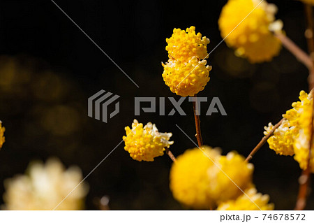 満開のミツマタの花　【愛知県】 74678572