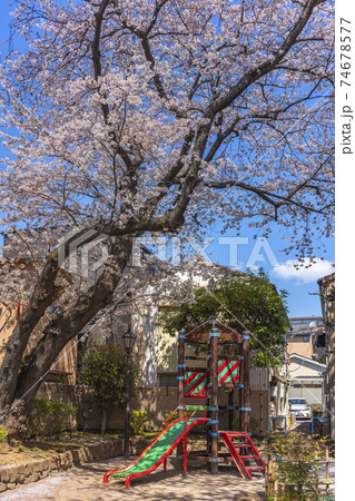 [東京・谷中] 谷中の岡倉天心記念公園にあるすべり台と桜の木。 74678577