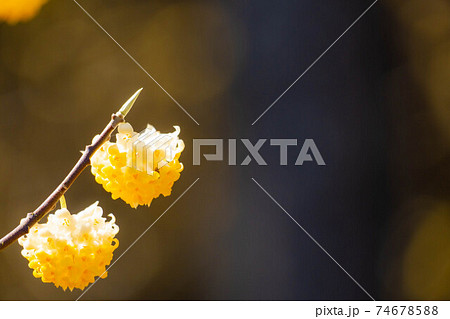満開のミツマタの花 【愛知県】 満開のミツマタの花 【愛知県】 74678588