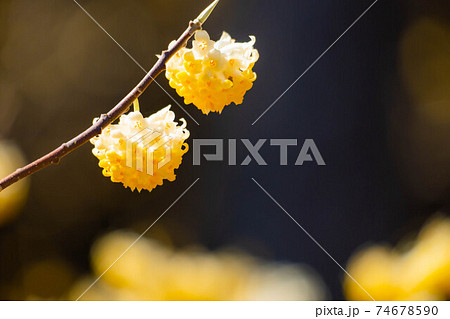 満開のミツマタの花 【愛知県】 満開のミツマタの花 【愛知県】 74678590