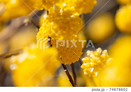 満開のミツマタの花　【愛知県】 74678602