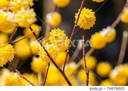 満開のミツマタの花 【愛知県】 満開のミツマタの花 【愛知県】 74678605