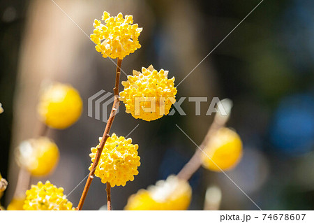 満開のミツマタの花 【愛知県】 満開のミツマタの花 【愛知県】 74678607