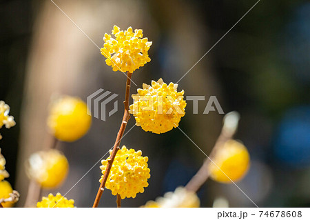 満開のミツマタの花 【愛知県】 満開のミツマタの花 【愛知県】 74678608