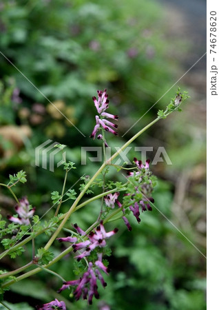 ムラサキケマンの花 ムラサキケマンの花 74678620