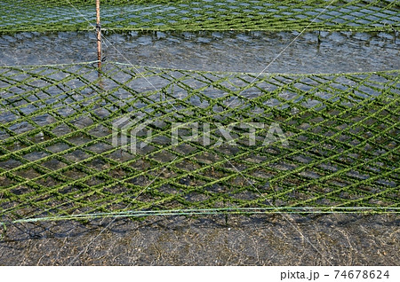海苔の養殖 鹿児島湾 海苔の養殖 鹿児島湾 74678624