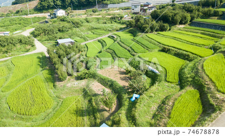 実った水田　姨捨棚田 74678878