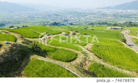 実った水田 姨捨棚田 実った水田 姨捨棚田 74678879