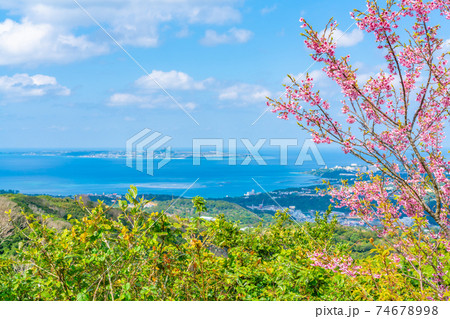 緋寒桜と伊江島 緋寒桜と伊江島 74678998
