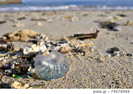 奄美大島の砂浜に漂着するカツオノエボシ 奄美大島の砂浜に漂着するカツオノエボシ 74678999