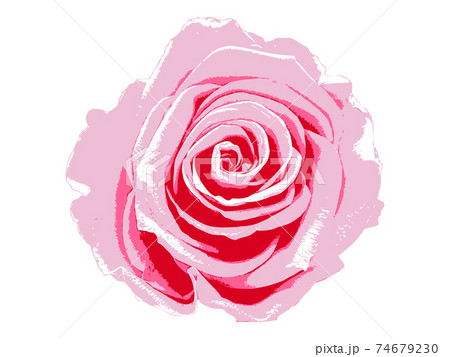 ピンク色のバラの花 2のイラスト素材