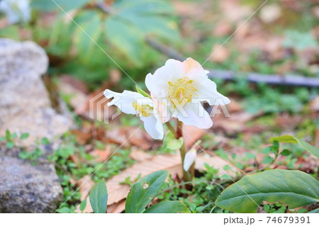 クリスマスローズの花 クリスマスローズの花 74679391