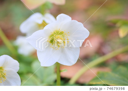 クリスマスローズの花 74679398