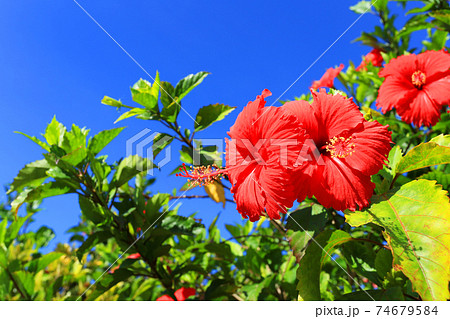 沖縄の青い空と赤いハイビスカスの写真素材