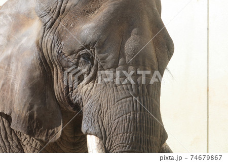 アフリカゾウ アフリカゾウ 74679867