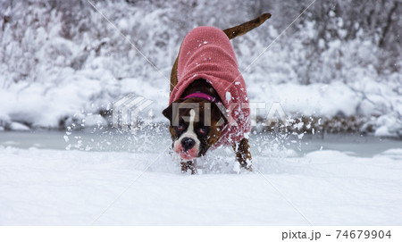Dog playing in the snow Dog playing in the snow 74679904