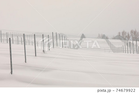【北海道上富良野町の冬】整然と並ぶぶどう畑の杭　1月 74679922