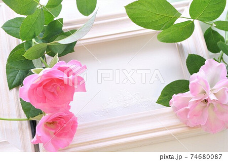 ピンクの薔薇 花素材のフレームの写真素材