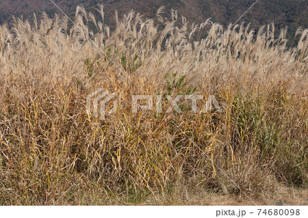 ススキ 74680098