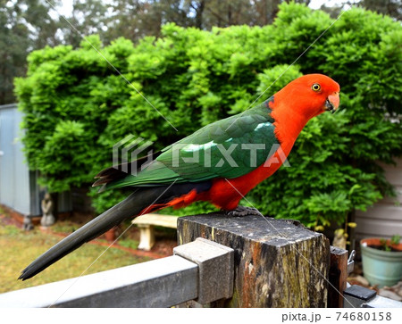Male King Parrot sitting on a fence Male King Parrot sitting on a fence 74680158