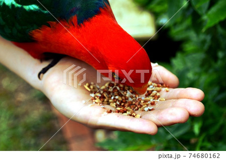 Hand feeding seeds to a male King Parrot Hand feeding seeds to a male King Parrot 74680162