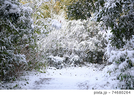 雪化粧した森のイメージ素材 雪化粧した森のイメージ素材 74680264