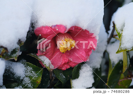 雪の重みに耐えるツバキの花 雪の重みに耐えるツバキの花 74680286