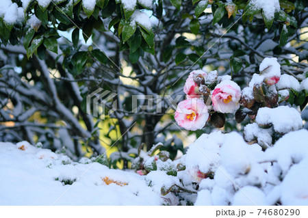 雪に耐えるツバキの花 雪に耐えるツバキの花 74680290