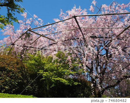 京都花園妙心寺退蔵院の春 京都花園妙心寺退蔵院の春 74680482