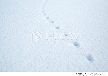新雪の白い平らな面に残る等間隔の足跡 新雪の白い平らな面に残る等間隔の足跡 74680750