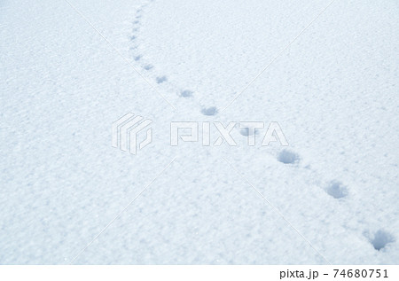 新雪の白い平らな面に残る等間隔の足跡 新雪の白い平らな面に残る等間隔の足跡 74680751