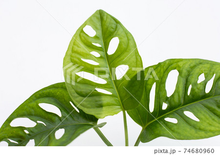Monstera Adansonii leaves or Swiss cheese vine house plant 74680960