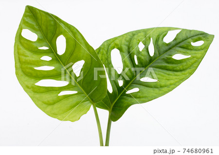 Monstera Adansonii leaves or Swiss cheese vine house plant 74680961