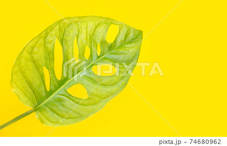 Monstera Adansonii leaves or Swiss cheese vine house plant 74680962