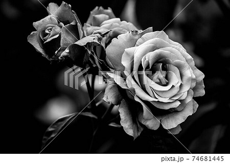 5月 神戸岡本梅林公園のバラが満開である 可憐なバラを白黒で の写真素材
