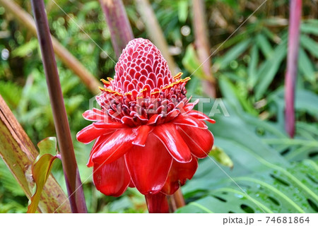 ハワイの花 ハワイの花 74681864