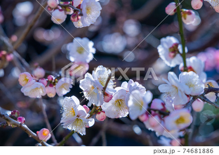 さくら 74681886