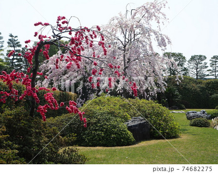 京都城南宮神苑の桜風景の写真素材